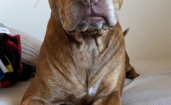 Hospital Veterinario Torrent