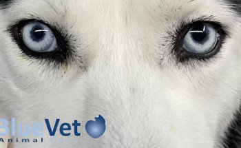 BlueVet
