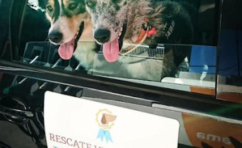 VETERINARIO Tu veterinario A Domicilio