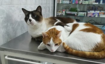 Centro Médico Veterinario Amazonas