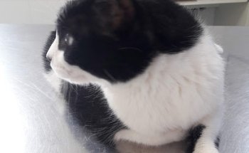 Clínica Veterinaria Vinarós