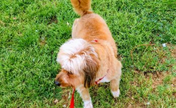 Clínica Veterinaria Faunatura