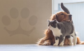 Clinica Veterinaria Camino Real