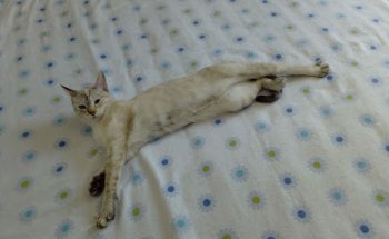 Clinica veterinaria La Jungla