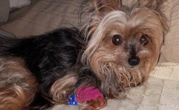 Clínica Veterinaria Apolo Los Ángeles