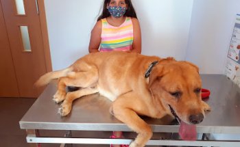 Clínica Veterinaria Los Pinos