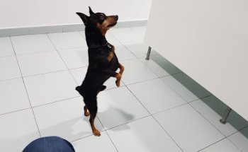 Centro Policlínico Animales Saludables