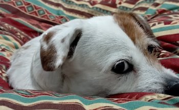 Centro Veterinario AABEM