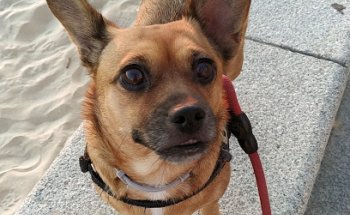 Clínica Veterinaria Varela