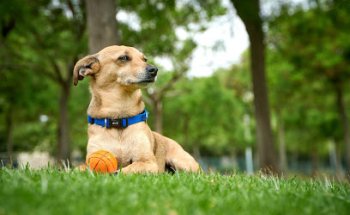 Veterinarios castellon