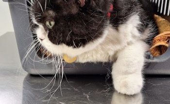 POLICLINICA VETERINARIA CASTELLÓ