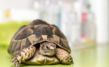 ASSISVET Veterinària