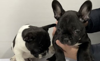 Clínica Veterinaria Castalia