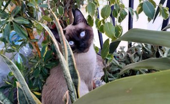 María Segura. Centro Veterinario.