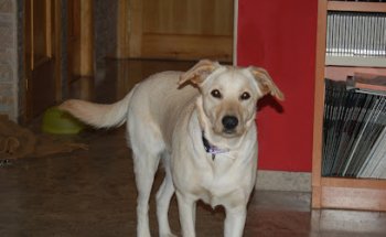 CLINICA VETERINARIA THOR