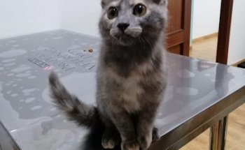 Centro Veterinario Luvet