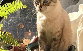 Clinica Veterinaria El Patriarca