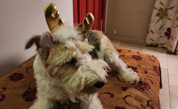 Centro Veterinario Doctor Animal