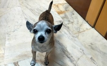 Clinica Veterinaria Alarife