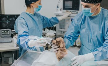 Urgencias 24H. Veterinaria Gros. El Jardín