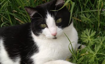 Clínica Veterinaria Lardy