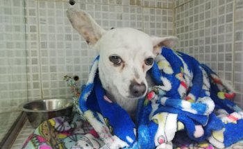 Hospital Veterinario del Valle