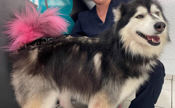 HOSPITAL VETERINARIO HAPPY ANIMALS VETERINARY