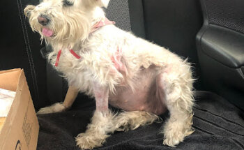 Inovet Centro Veterinario Suc. San Andrés