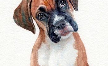 Centro Veterinario Plan de San Luis