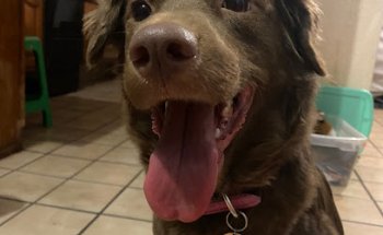 CLÍNICA VETERINARIA NILO