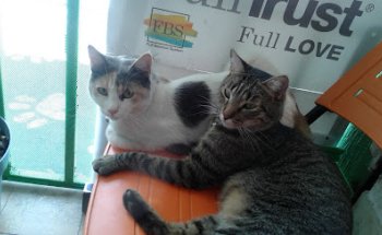 Clínica veterinaria basenji