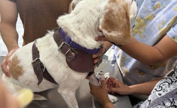 Veterinaria Elefante