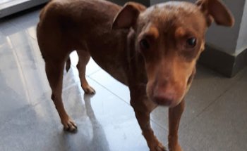 Clínica Veterinaria San Roque