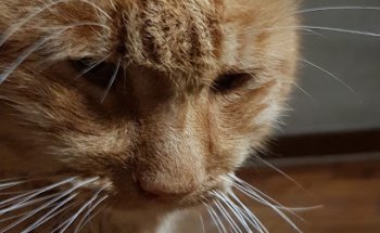 Clínica Veterinaria Carlos Vázquez Fernández