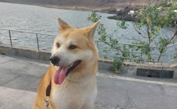 Oftalvet - Especialidades Veterinarias