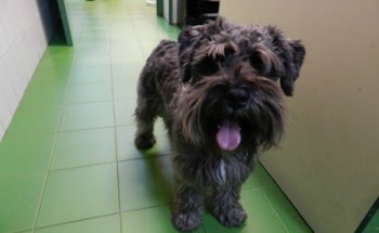 Clinica Veterinaria Ricardo Diez