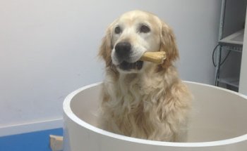 Clínica Veterinaria Fisiodog