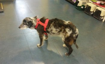 Clínica Veterinaria Doctora Pilar Alonso