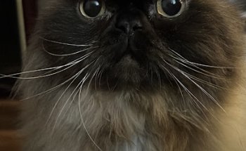 Clinica Veterinaria Duques de Nájera