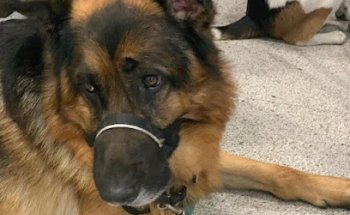 Hospital Veterinario Azca