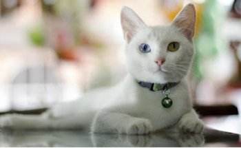 Clínica Veterinaria Neva