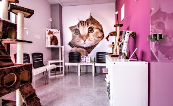 Hospital Veterinario 12 horas - KISSA -