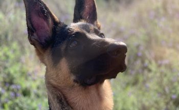 Clínica veterinaria Málaga