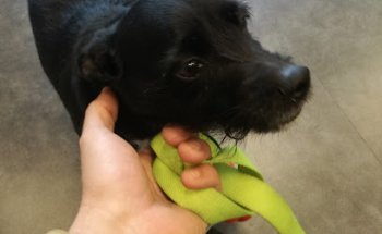 Clínica Veterinaria Dr. Rafael Díez