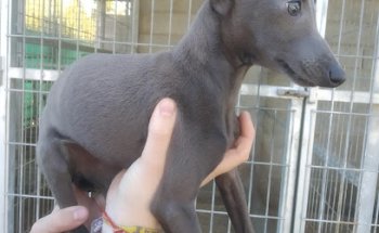 Centro Veterinario Dr. Andrés Romero