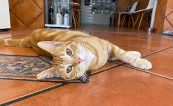 Clínica Veterinaria los Montes de Málaga