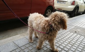 Centro Veterinario El Perro Andaluz