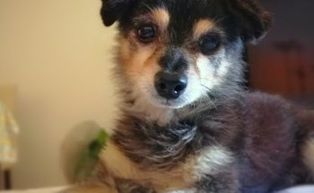 Clínica Veterinaria Suárez