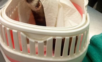 Clínica Veterinaria Cristo de la Epidemia