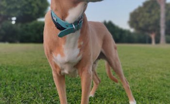 Clinica Veterinaria Don Pato